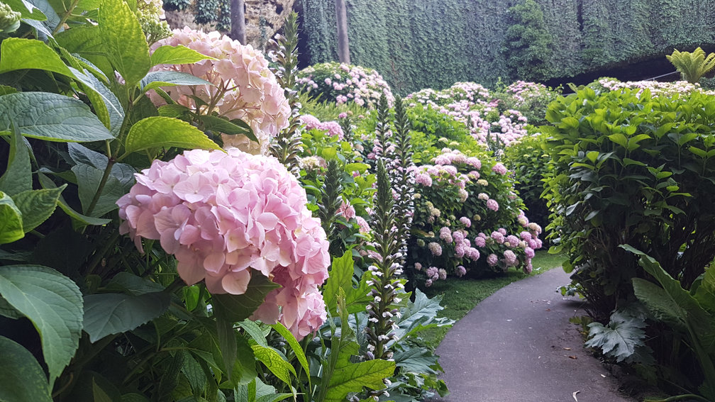 A view of the hydrangeas and other plants in Umpherston Sinkhole.