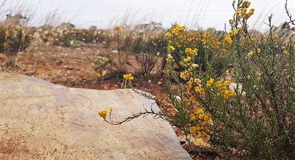 Flowers at Dare Hill Summit (part of Dare Hill Summit Drive).