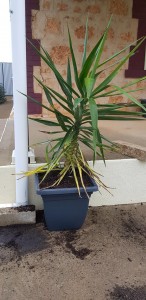 Planted yakka